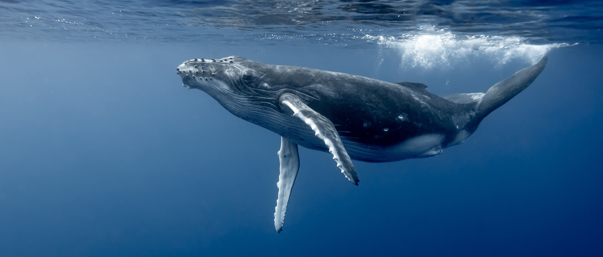 Nado por las Ballenas: ¡Haz una Ola en la Conservación!