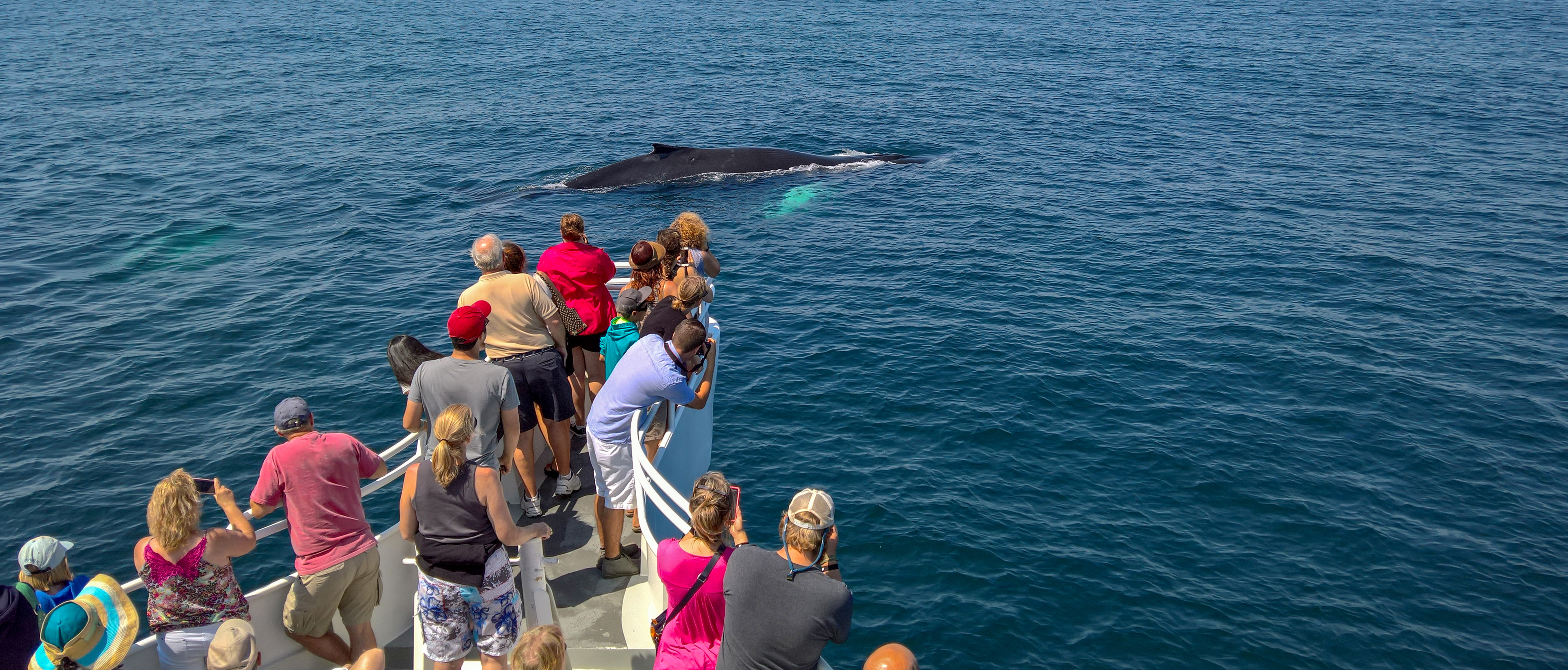 Los 5 Mejores Lugares para Avistamiento de Ballenas en Vallarta y la Riviera Nayarit