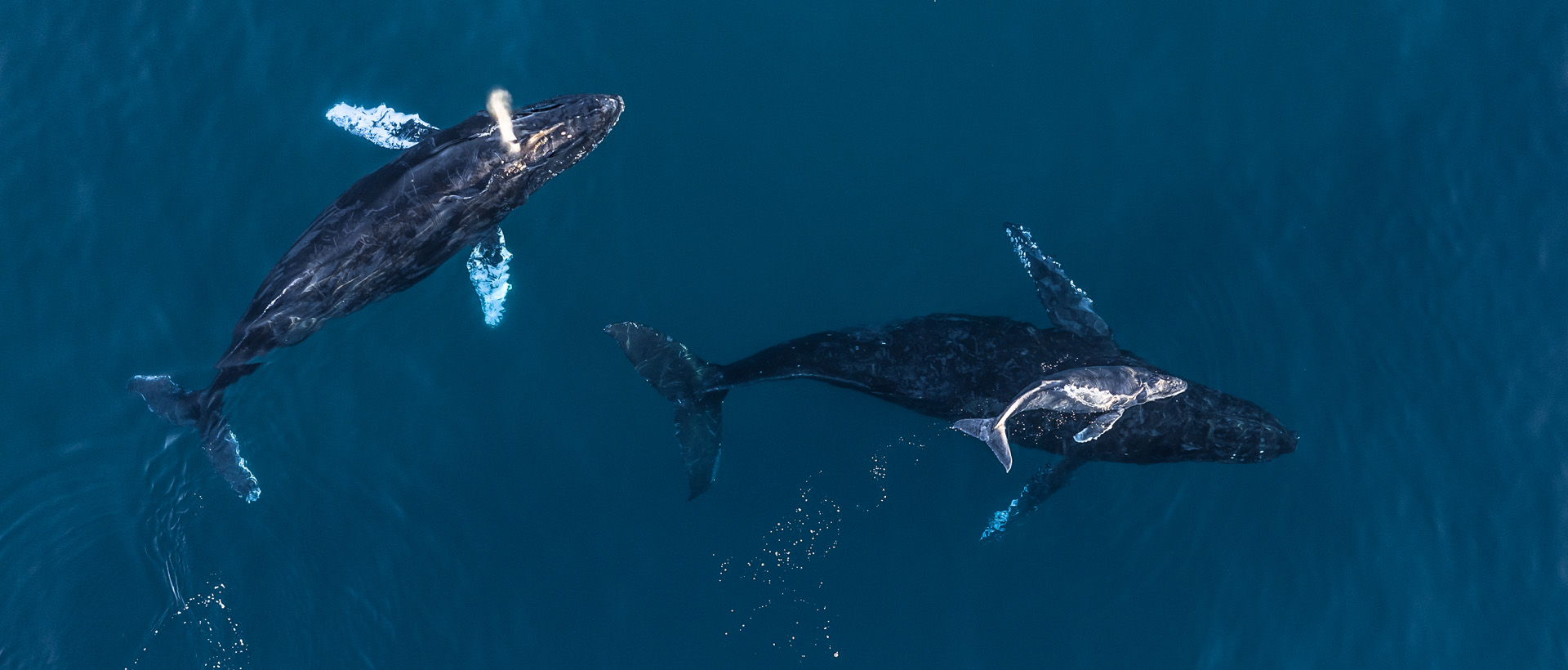 Los Mejores Lugares para Avistamiento Ballenas en Punta de Mita