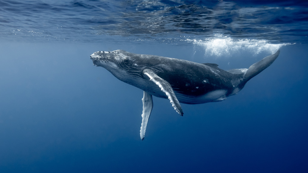 Nado por las Ballenas: ¡Haz una Ola en la Conservación!