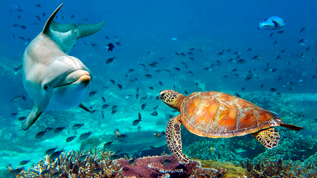 Ven y Celebra el Día Mundial del Océano en Armony Resort